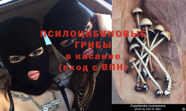 шишки Арсеньев